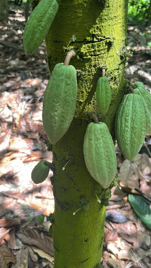 Cocoa pods ripening on the tree